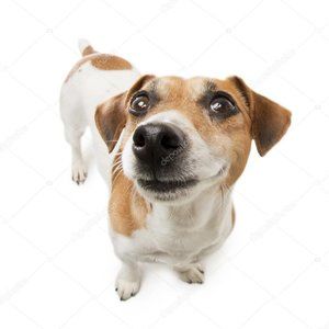 Meet your Posher, Devin